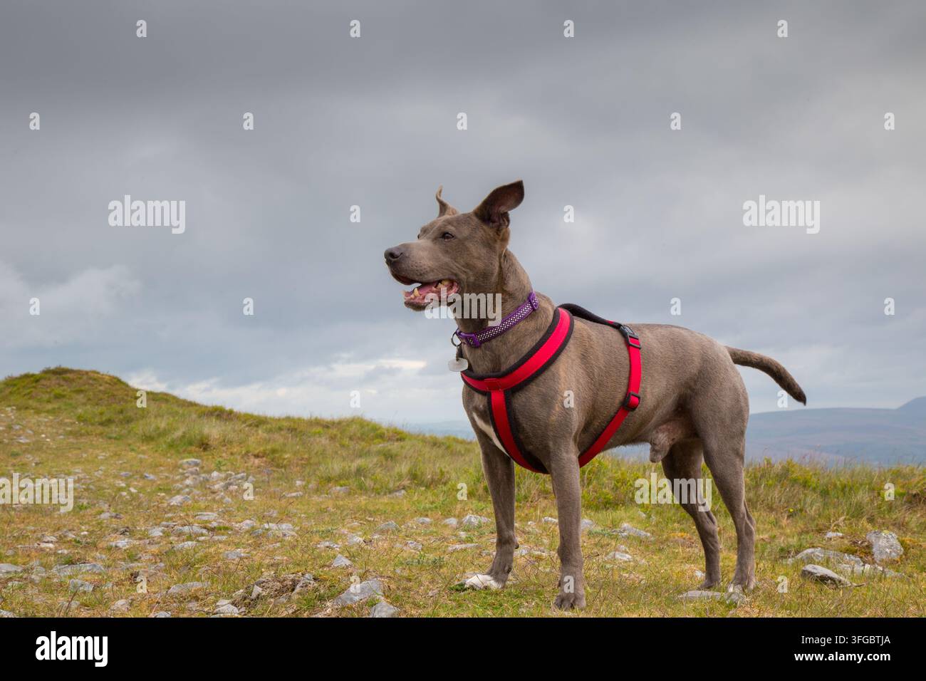 Un cane incrociato Staffordshire Bull Terrier grigio con un'imbracatura rossa è in allerta su una collina erbosa di montagna sotto un drammatico cielo nuvoloso. Foto Stock