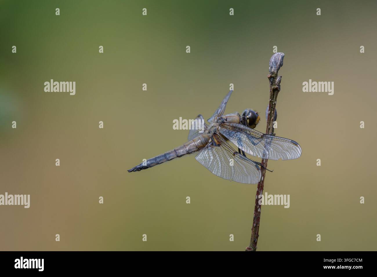 Libellula a quattro macchie appollaiata su uno stelo, Norfolk, Regno Unito Foto Stock