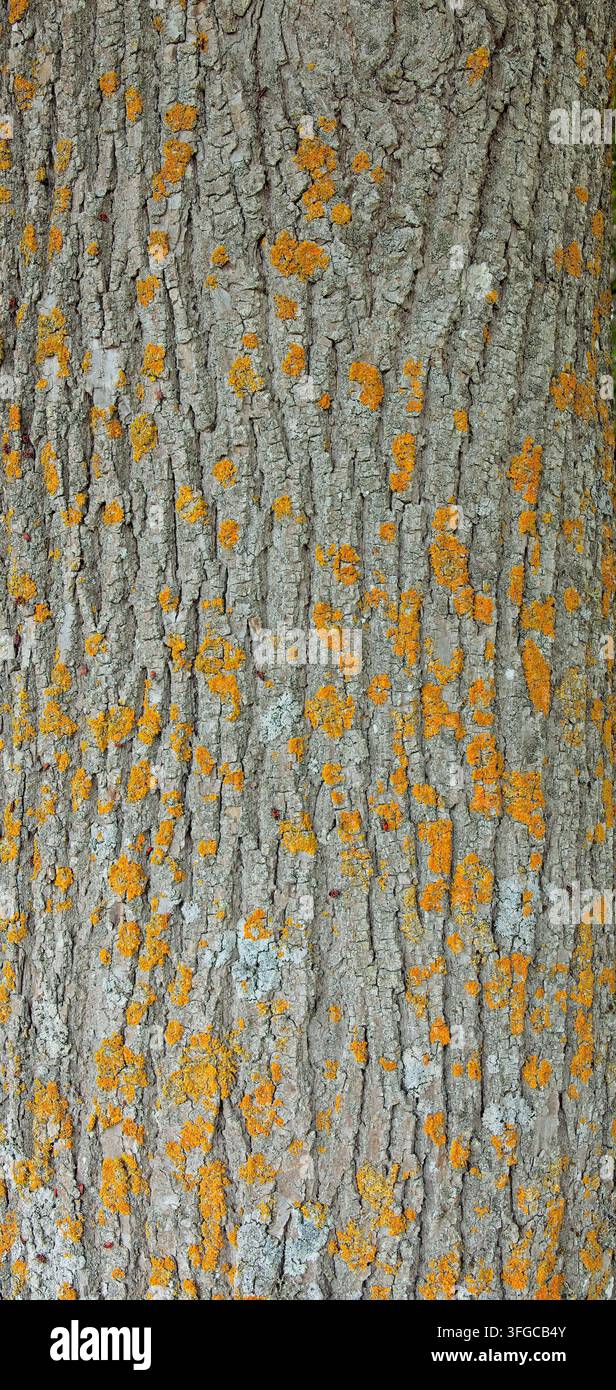 Macchie vivaci arancioni e gialle distribuite a mosaico sulla corteccia degli alberi sono licheni, specificamente Xanthoria parietina, Estonia, Europa. Foto Stock