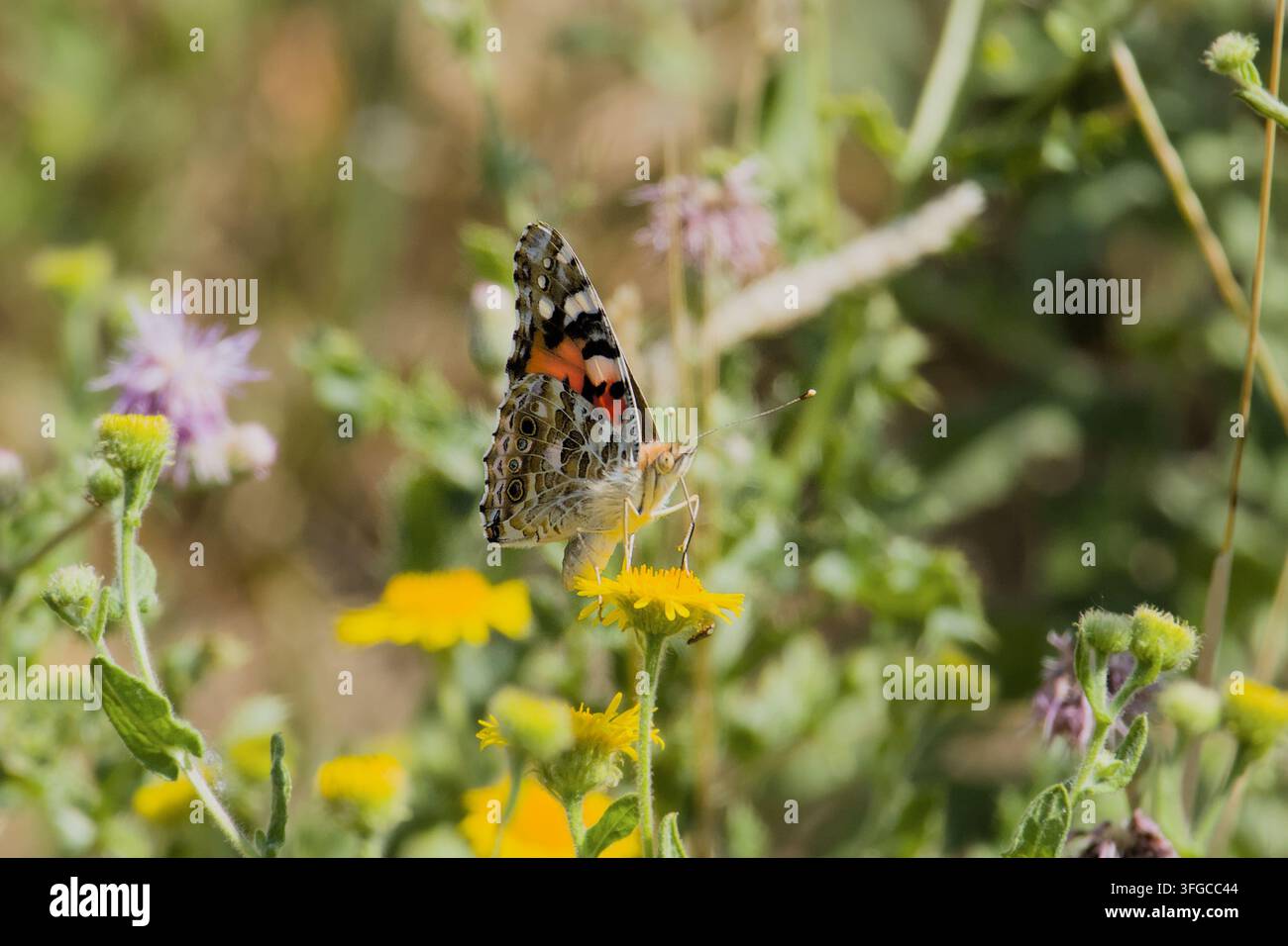Macro di una farfalla Vanessa atalanta appoggiata su un fiore selvatico giallo, che mostra dettagli intricati dei motivi delle ali e uno scenario naturale vibrante Foto Stock