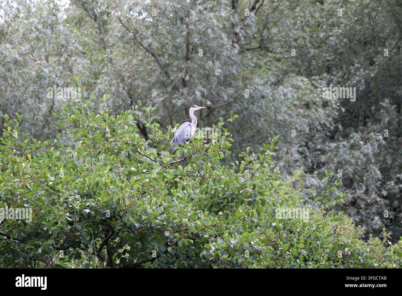 Airone cenerino che osserva dalla cima di un albero Foto Stock