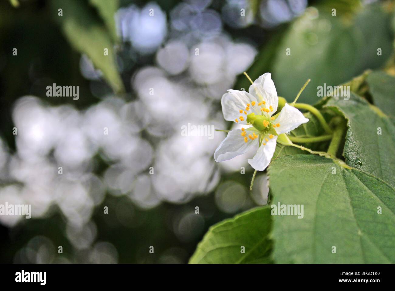 Una delicata fiore bianco di kersen che sboccia su un ramo frondoso di un albero Muntingia calabura contro uno sfondo sfocato morbido e sognante. Foto Stock
