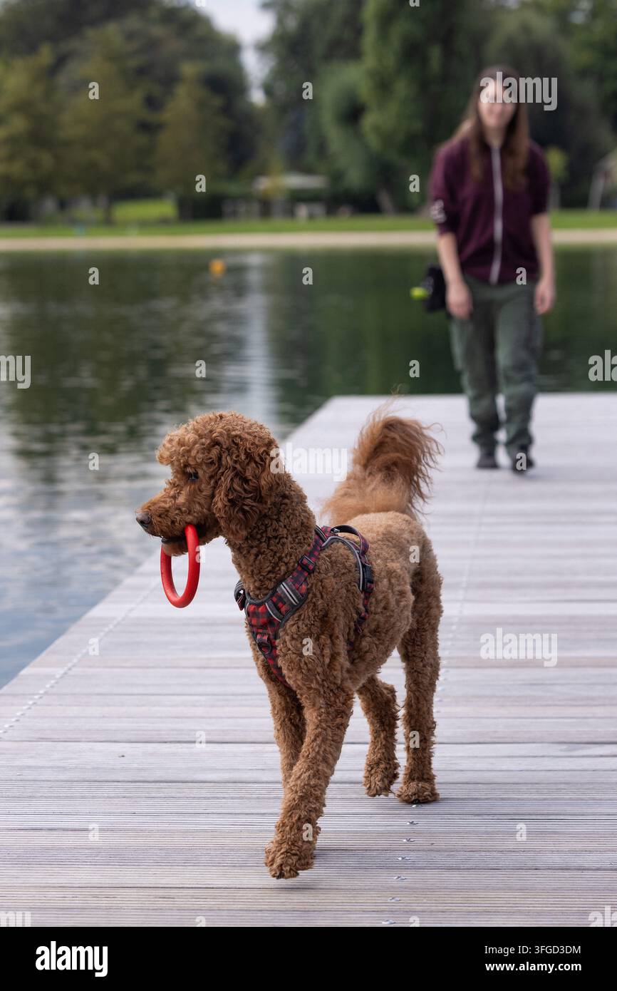 Dresda, Germania. 12 set., 2026. Tony, un barboncino reale, e la sua proprietaria giocano su un molo durante la prima giornata di nuoto per cani alla piscina all'aperto di Dresda-Mockritz. Molte piscine all'aperto permettono ai cani di nuotare in giorni speciali di nuoto per cani verso la fine della stagione balneare. Credit: Jürgen Lösel/dpa/Alamy Live News Foto Stock