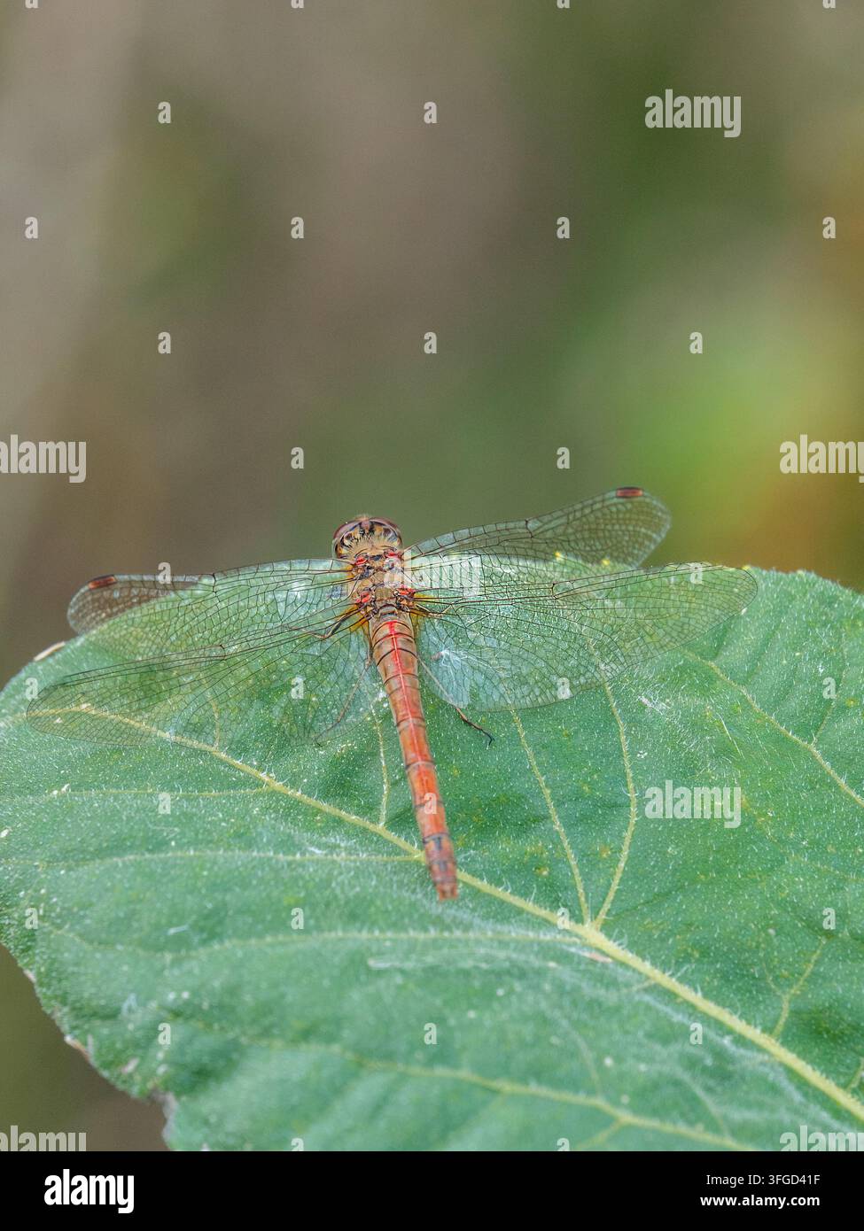 Immagine ravvicinata di fauna selvatica di una libellula smeraldina comune che mostra il suo caratteristico addome rossastro, le ali delicate e la struttura corporea dettagliata. Foto Stock