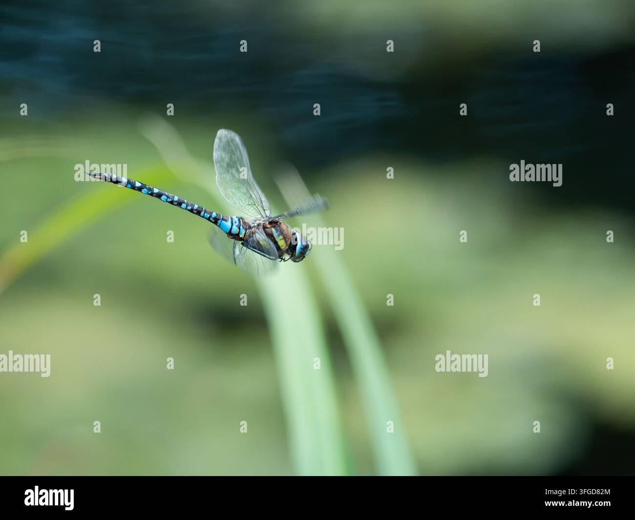 Libellula blu dinamica di tipo hawker catturata in volo mentre si libra sopra una vegetazione verde e soffice in un ambiente naturale. Foto Stock