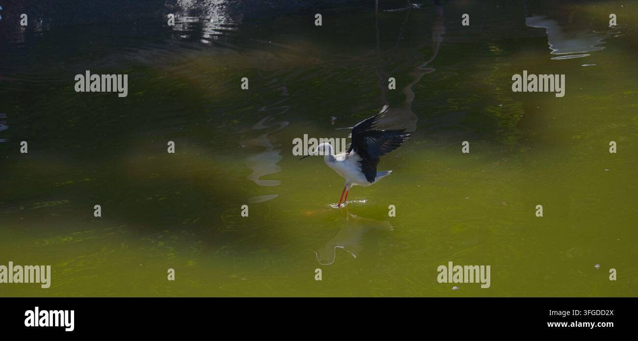 Triglia nera (Himantopus himantopus) che atterra su acqua verde e calma con le ali sollevate e il riflesso visibile. Foto Stock