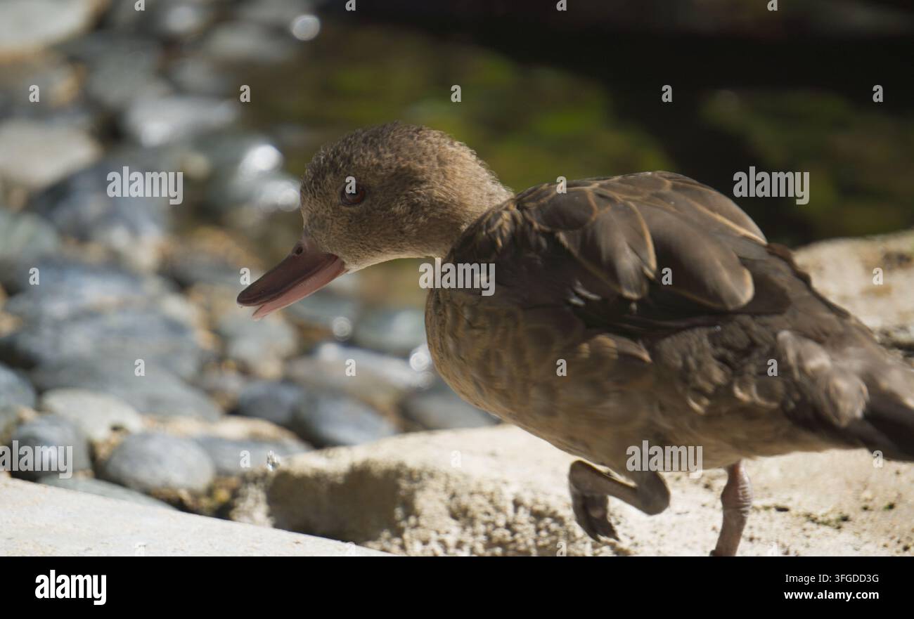 Anatra femmina (Anas) che cammina vicino a una riva rocciosa con il becco aperto. Foto Stock