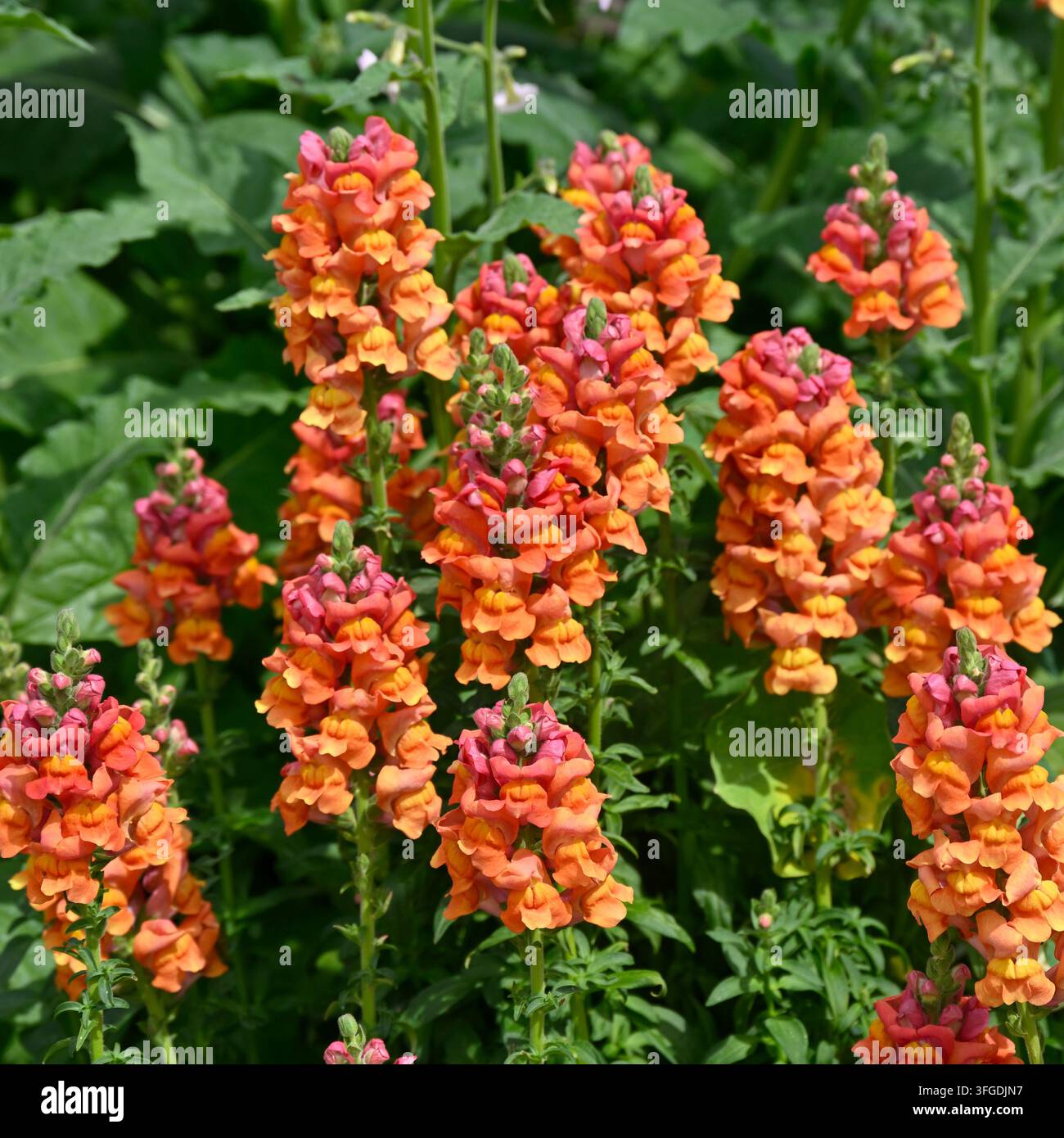 fiori estivi colorati di Snapdragon F1 Hybrid Antirrhinum majus, 'Potomac Dark Orange' che crescono in un giardino del Regno Unito a giugno Foto Stock
