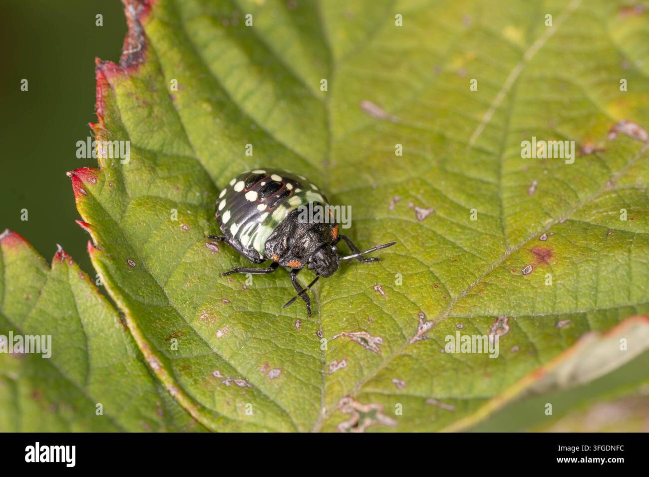 Biodiversità - Nezara viridula - Ninfa di scarafaggio verde su una foglia. Foto di alta qualità Foto Stock