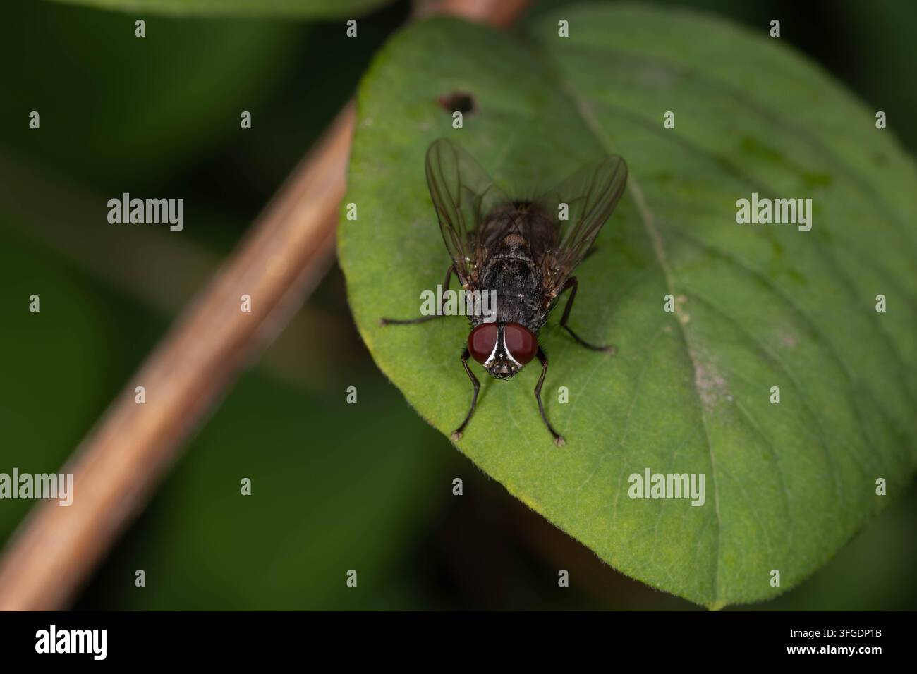 Vista macro dettagliata di Muscina stabulans appoggiata su una foglia verde. Specie di mosca comune con occhi composti rossi caratteristici. Foto Stock