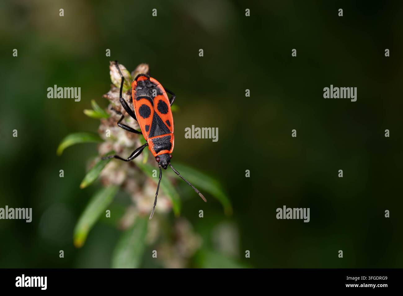 Coccinella adulta che esplora delicate fiori di origano. Fotografia macro dettagliata che mette in evidenza la biodiversità e le interazioni tra specie in un ecosistema naturale da giardino Foto Stock