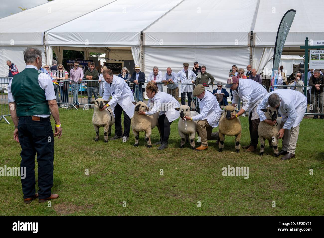 Valutazione delle pecore Hampshire Down al Three Counties Show Foto Stock
