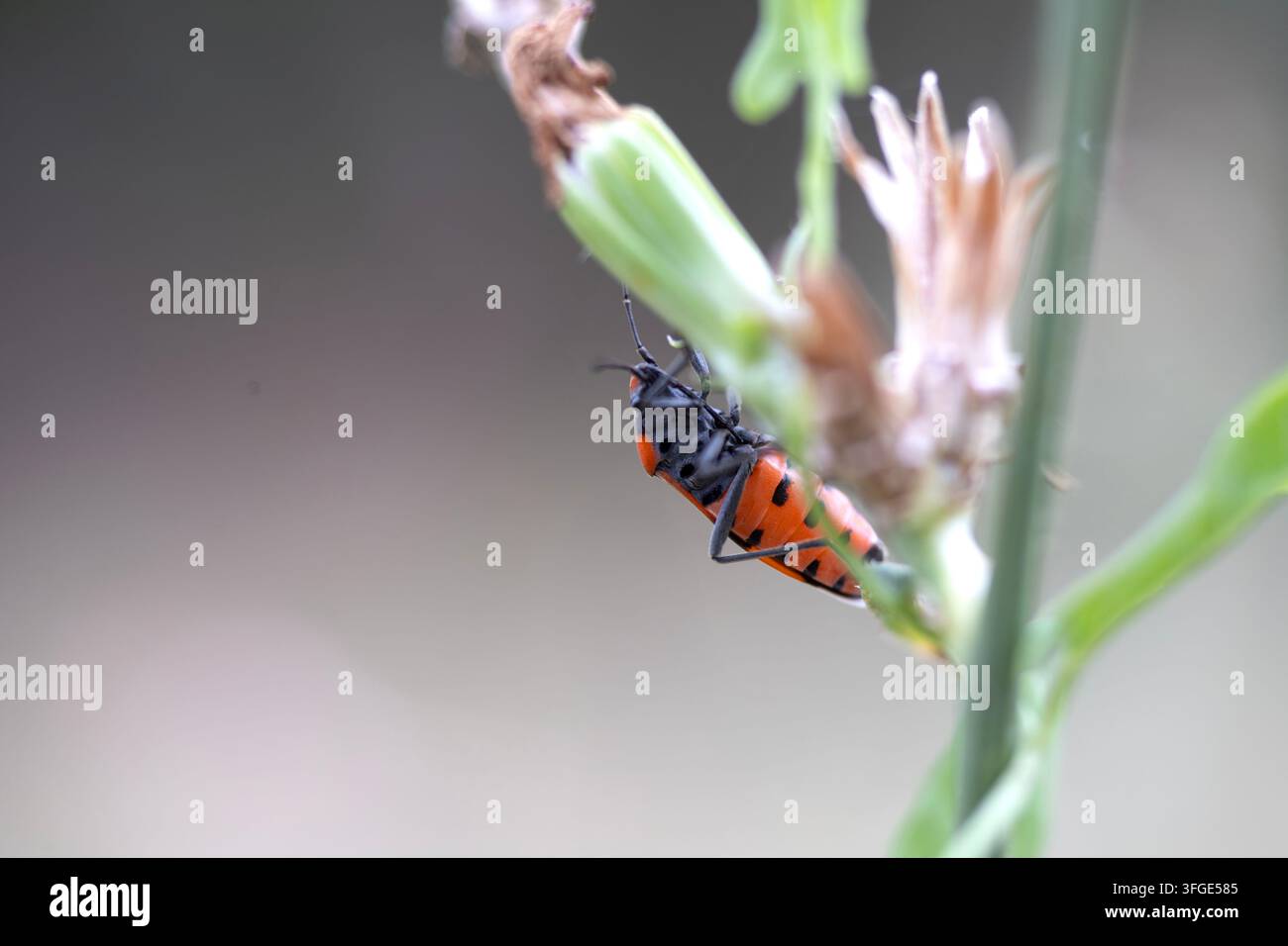 Insetto rosso su uno stelo verde in un giardino dopo la pioggia Foto Stock