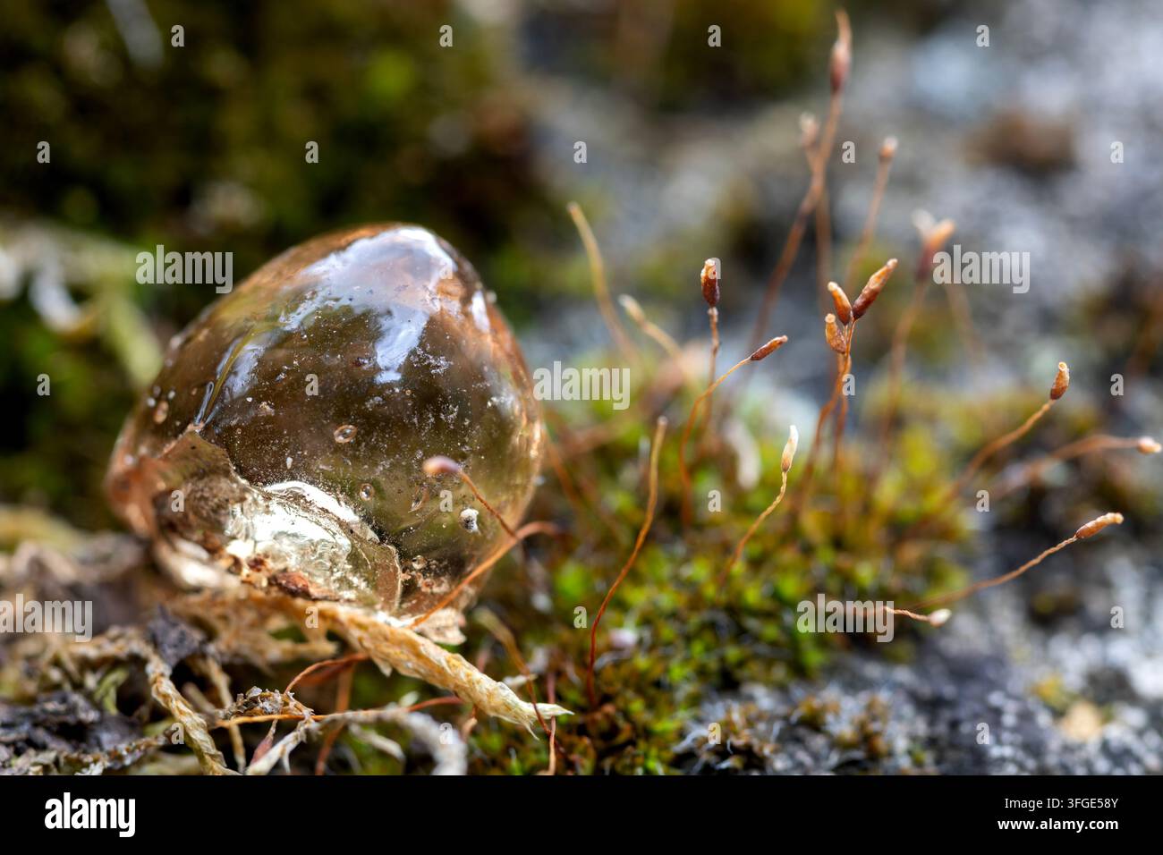 Goccia di resina trasparente simile all'ambra su muschio verde su una roccia Foto Stock