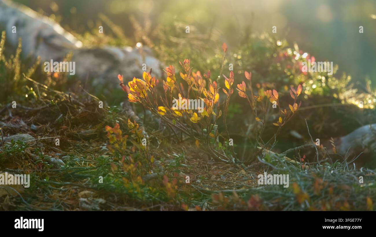 Luce autunnale fugace a Telemark, Norvegia, brilla attraverso foglie rosse e dorate di arbusti nani tra le rocce, creando una scena calda del suolo della foresta per la stagione Foto Stock