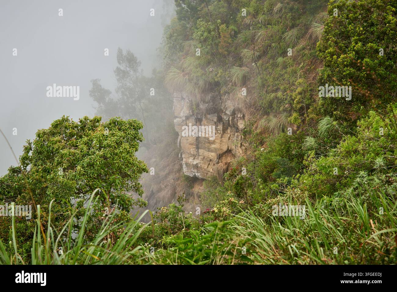 faccia rocciosa ripida coperta da una fitta nebbia, alberi verdi rigogliosi ed erba selvatica che cresce sul bordo della montagna, paesaggio naturale, natura selvaggia misteriosa Foto Stock