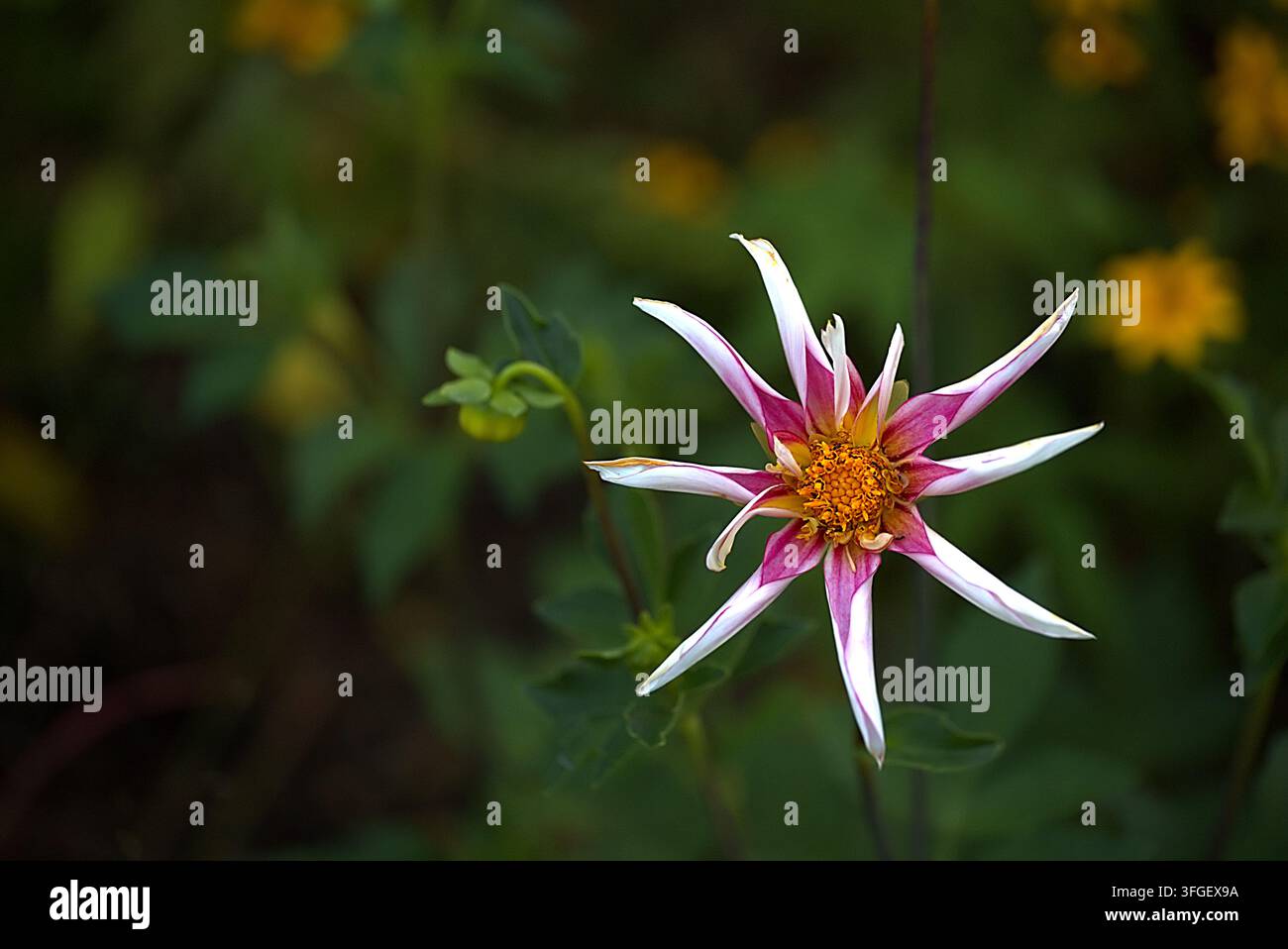 Dahlia rosa e bianco honka fiore di orchidea fragile a forma di stella primo piano. Foto Stock