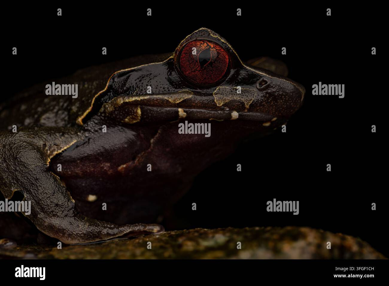 Prima vista laterale di una rana cornuta gigante (Megophrys periosa) che mostra il fianco, gli occhi e i dettagli del viso isolati su uno sfondo nero Foto Stock