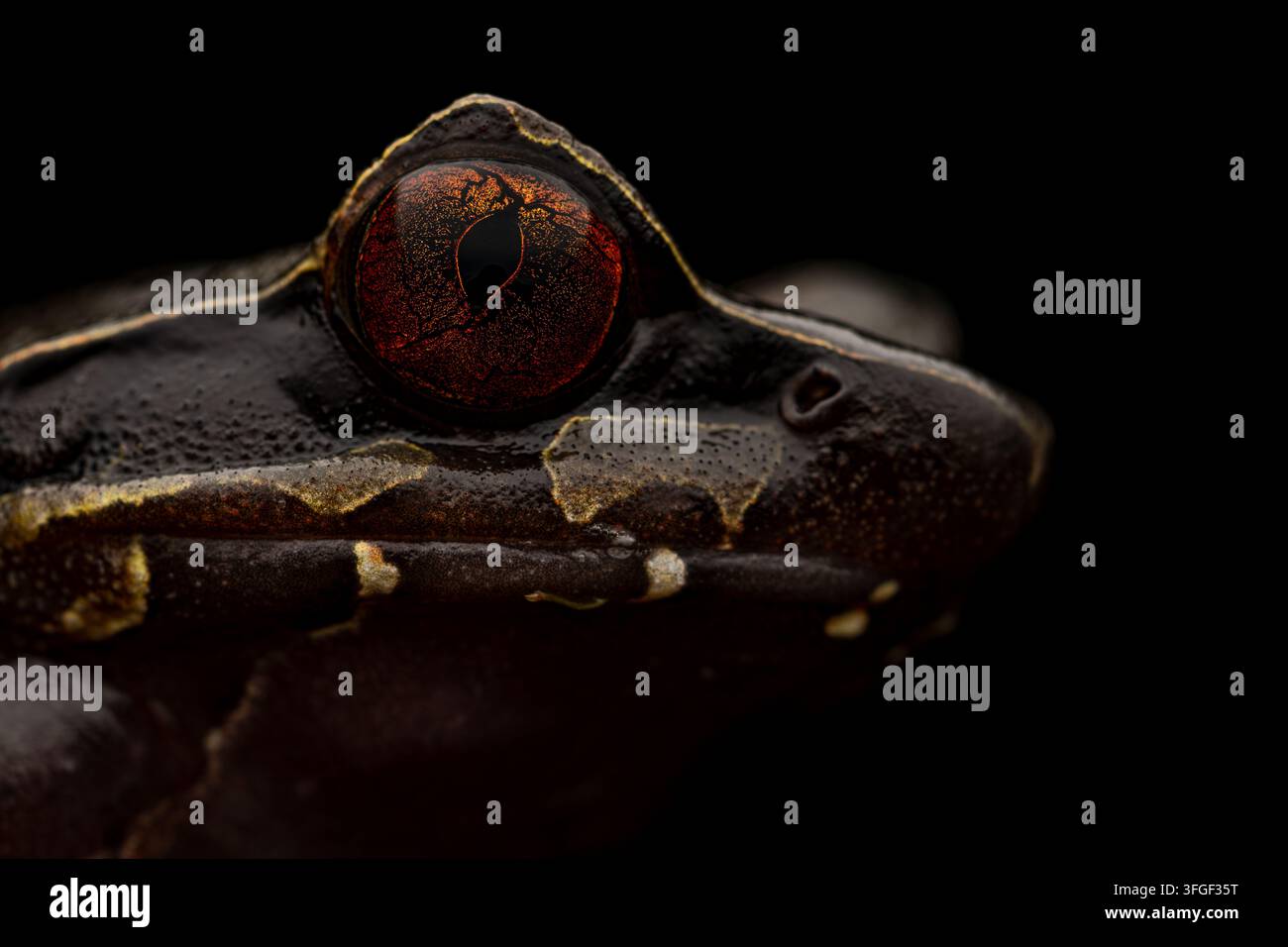 Vista estremamente ravvicinata di una rana gigante cornuta (Megophrys periosa) che mostra le proiezioni a forma di corno, gli occhi e i dettagli del viso del Meghalaya Foto Stock