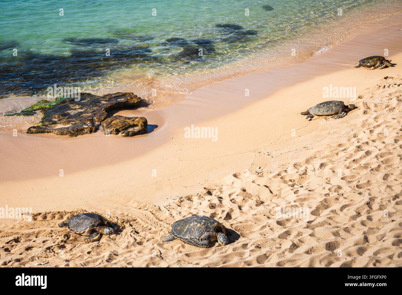 Tartarughe marine verdi che riposano su una spiaggia sabbiosa accanto all'acqua turchese e alle rocce di lava, Maui, Hawaii, USA Foto Stock