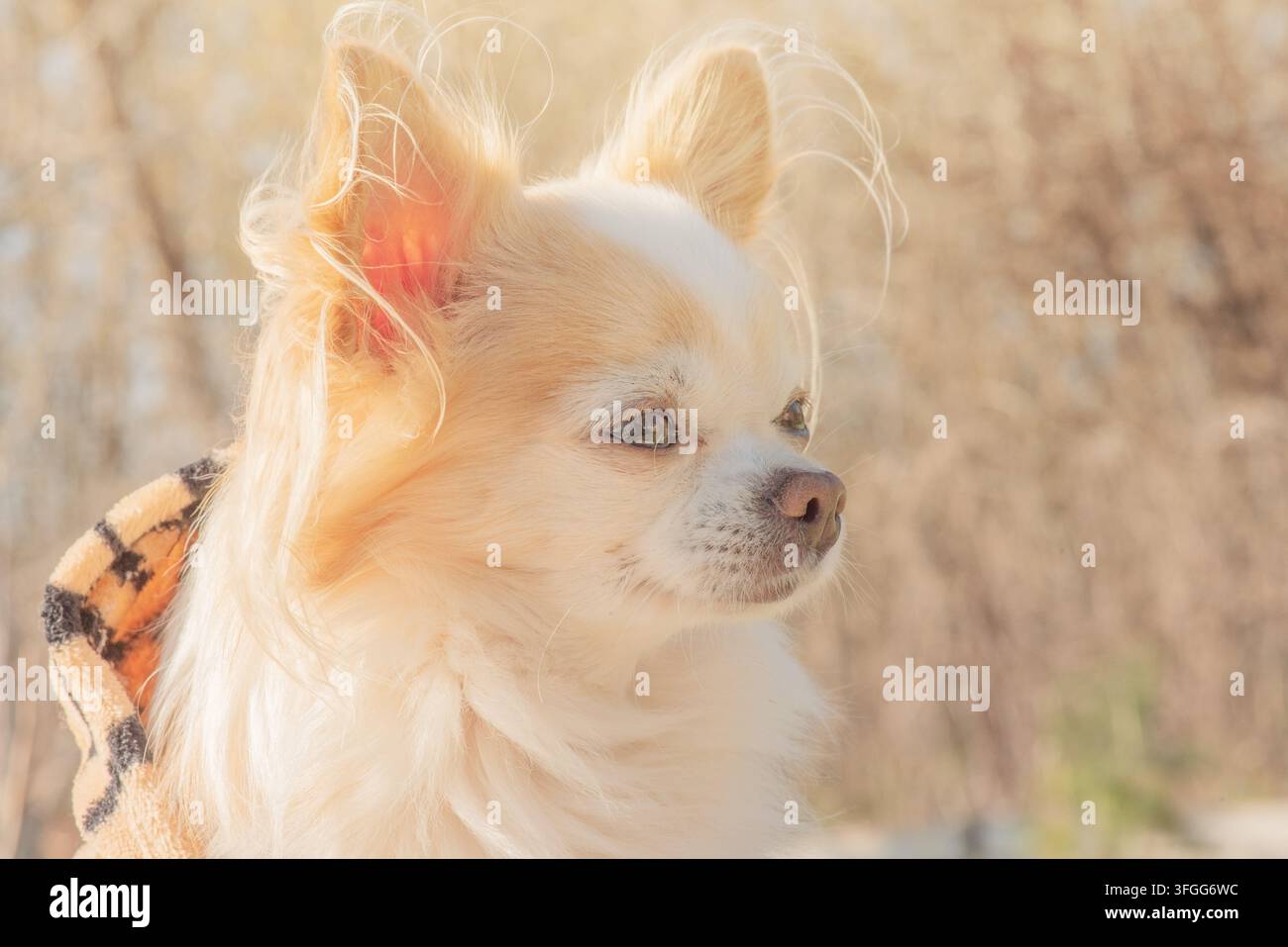 Un Chihuahua bianco e marrone con un abito marrone Foto Stock