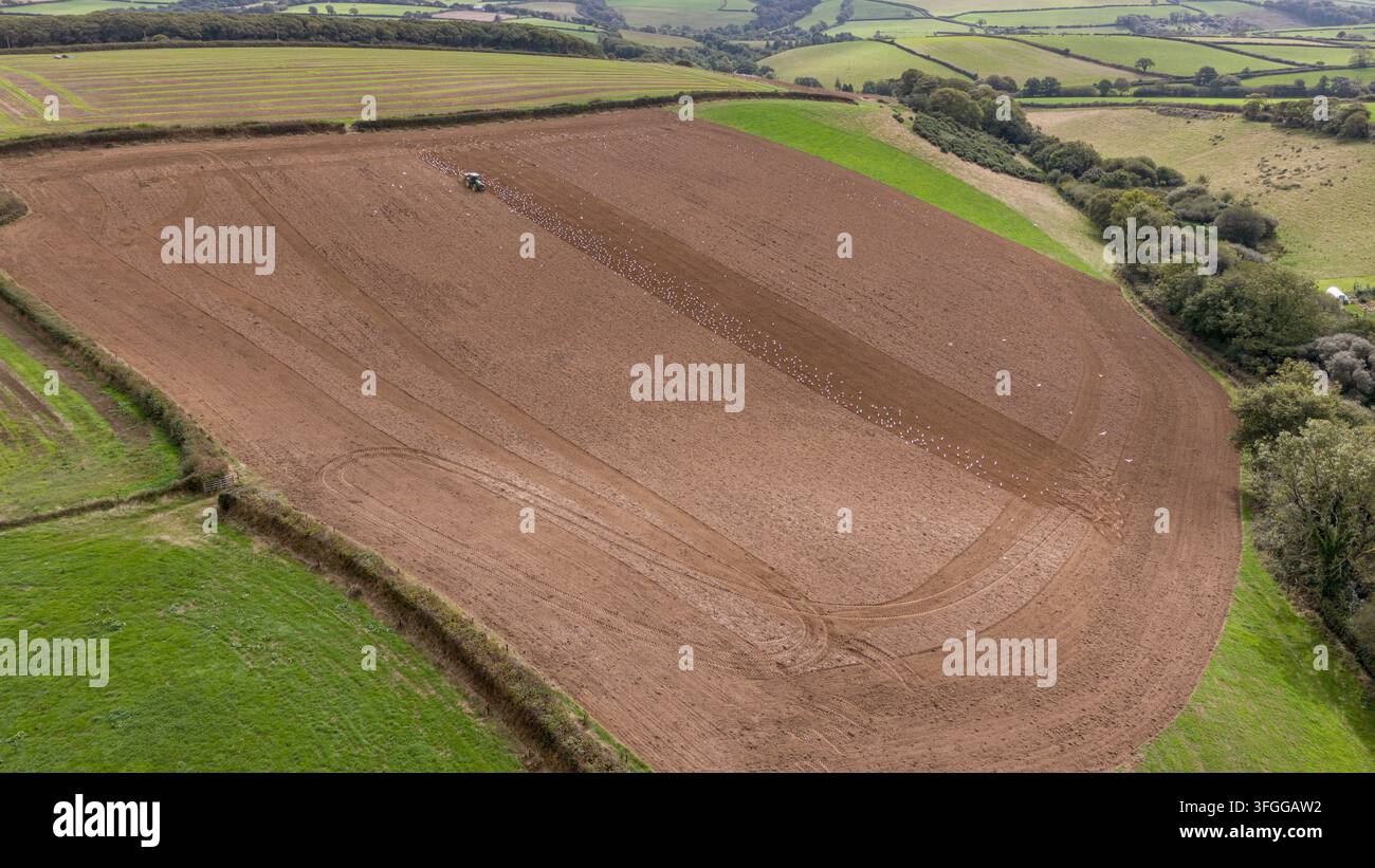 Vista aerea con drone di un trattore che ara un grande campo di terreno marrone ricco a Lanreath, Cornovaglia, Regno Unito. I campi adiacenti sono coperti di erba verde rigogliosa. Foto Stock