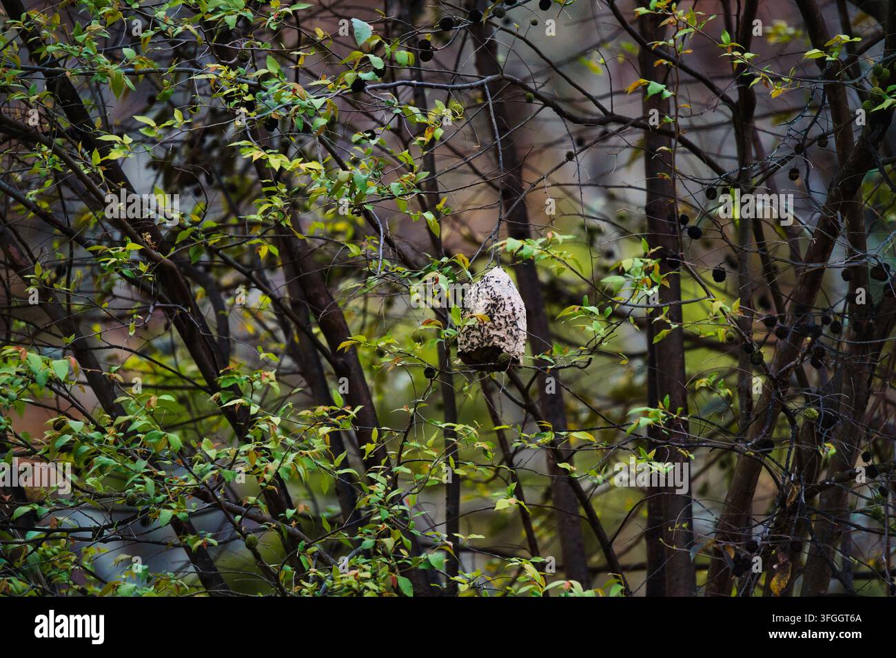 Nido di vespe selvatico appeso tra rami d'albero fitti e fogliame nella foresta Foto Stock