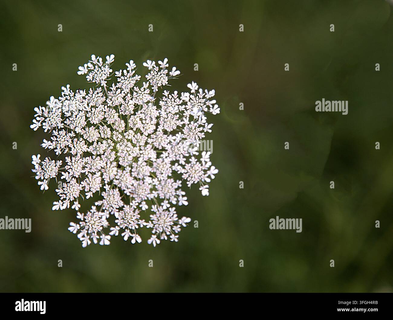 Delicata fioritura bianca della selvatica Queen Anne's Lace su uno sfondo verde scuro. Foto Stock