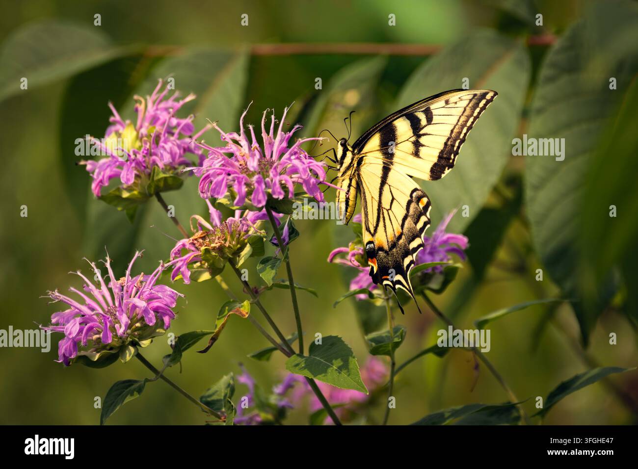Un bellissimo farfalla adulto della specie Tigre orientale (Papilio glaucus) appollaiato con grazia su fiori viola di Monarda fistulosa per d Foto Stock