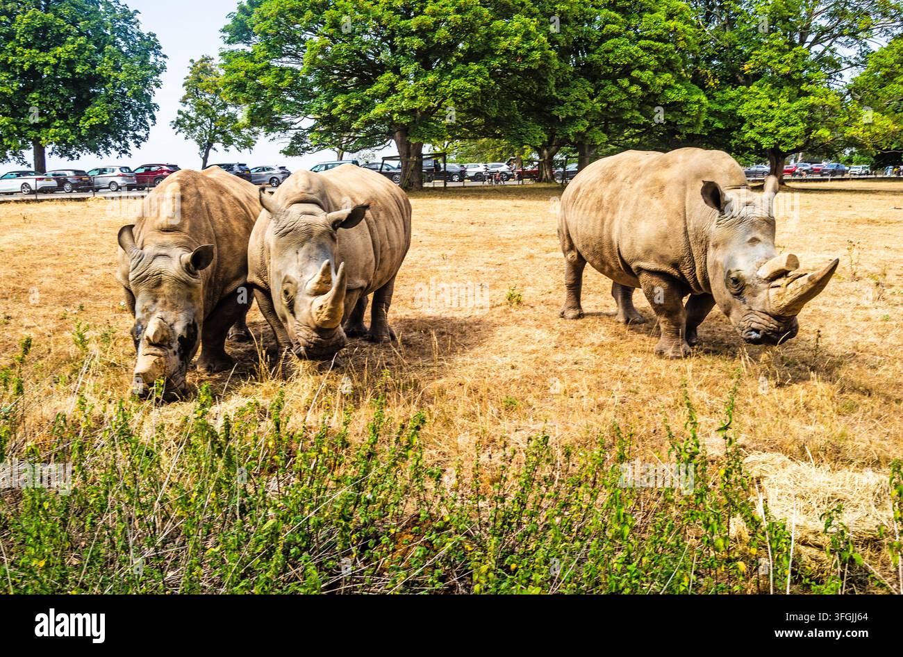 Rinoceronti bianchi, zoo di Whipsnade, Bedfordshire, Inghilterra Foto Stock