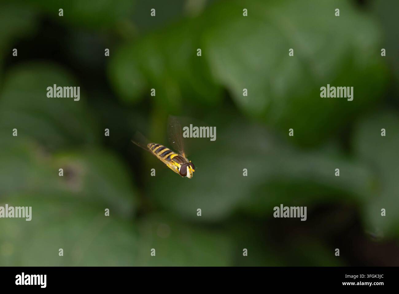 Fotografia d'azione rara di una mosca volubile di marmellata catturata mentre volteggia in volo. Immagine dettagliata di un importante impollinatore e insetto benefico a E Foto Stock