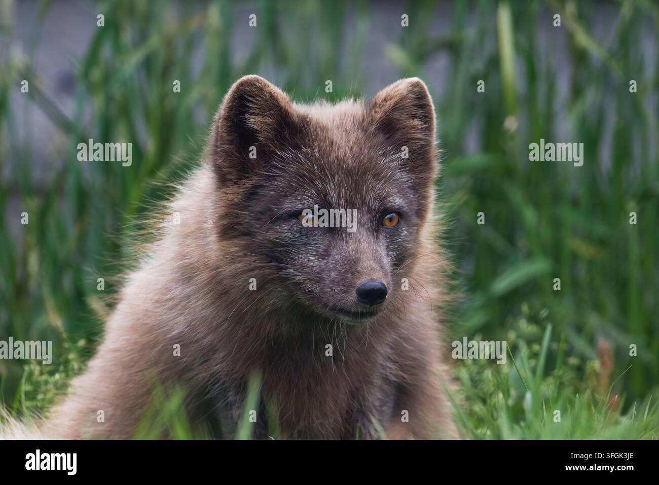 Prima piani di una giovane volpe, Vulpes lagopus, seduta nell'erba verde con pelo morbido e occhi attenti in un ambiente naturale all'aperto Foto Stock