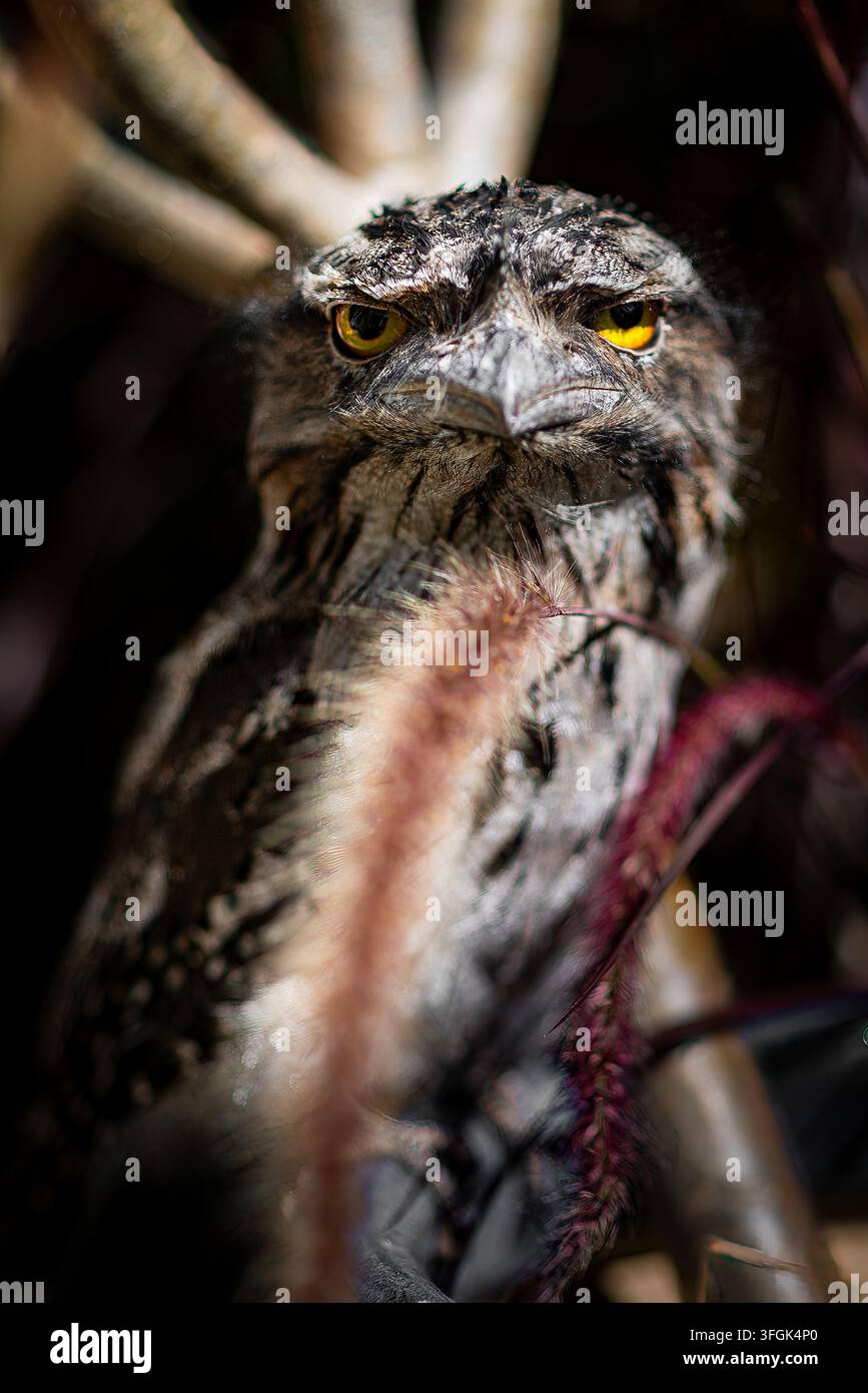 Un tacchino marrone fissa attraverso la vegetazione autoctona, i suoi occhi gialli sorprendenti e il piumaggio screziato creano un intenso ritratto della fauna australiana. Foto Stock
