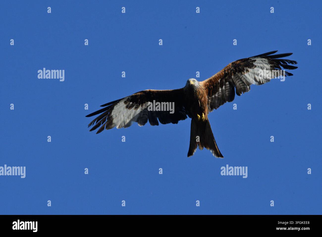 Nibbio rosso in volo (Milvus milvus) Foto Stock