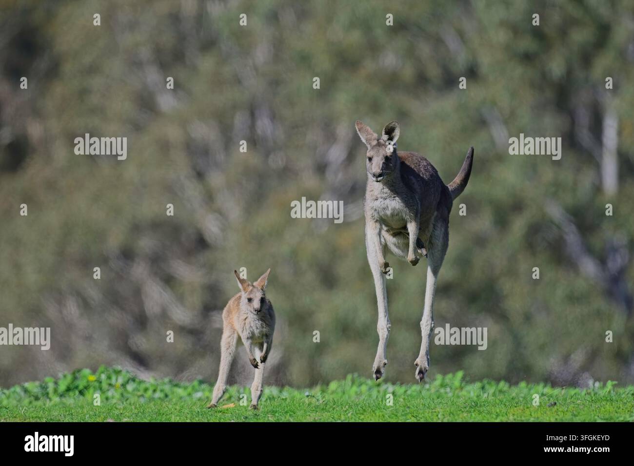 canguro grigio orientale che salta e joey, in un campo aperto, davanti a una foresta, Woodlands Historic Park, Victoria, Australia Foto Stock