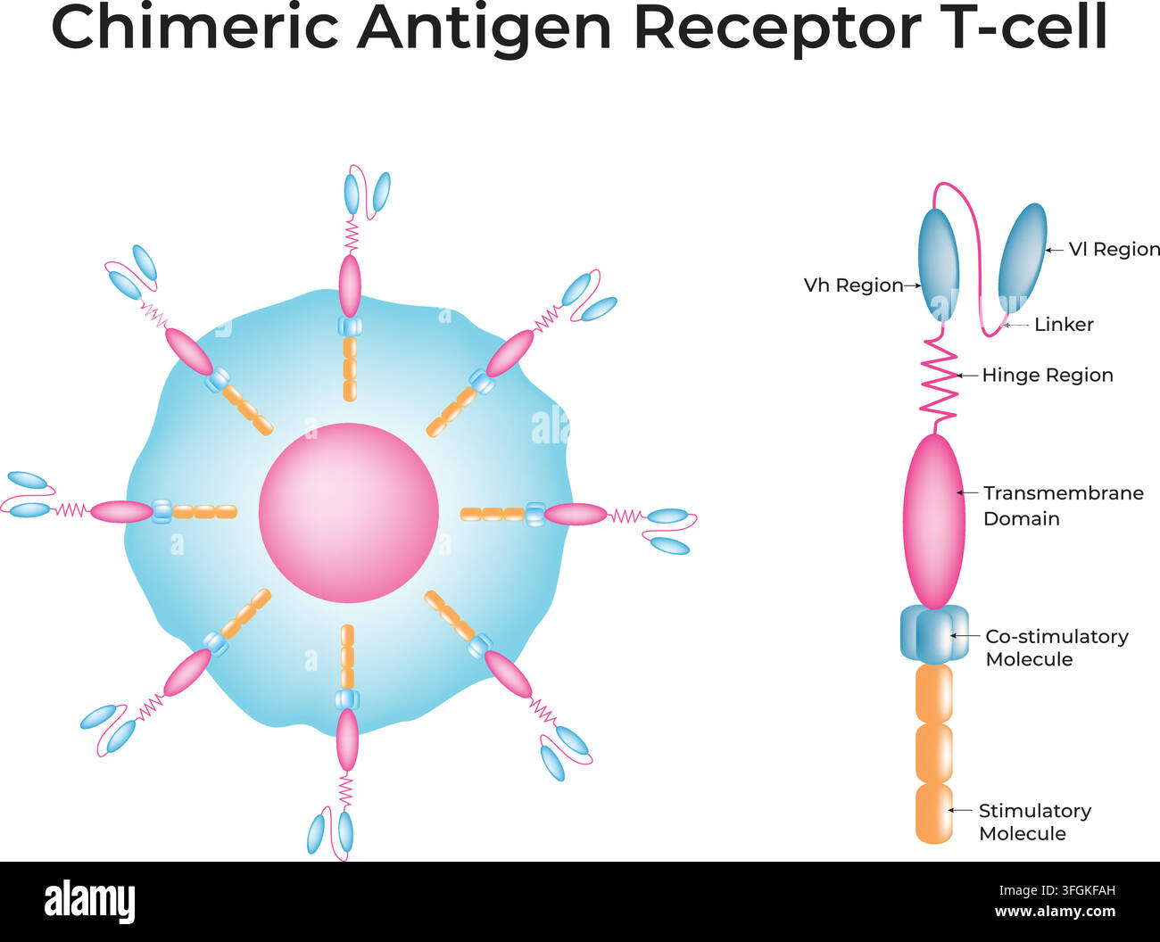 Struttura della cellula CAR T che mostra i recettori di antigene chimerici sulla superficie cellulare Illustrazione Vettoriale