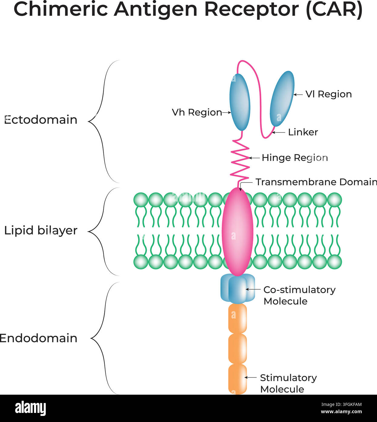 Struttura del recettore a antigene chimero CAR che mostra il dominio ectodominio, il dominio transmembrana e il dominio endodominio Illustrazione Vettoriale