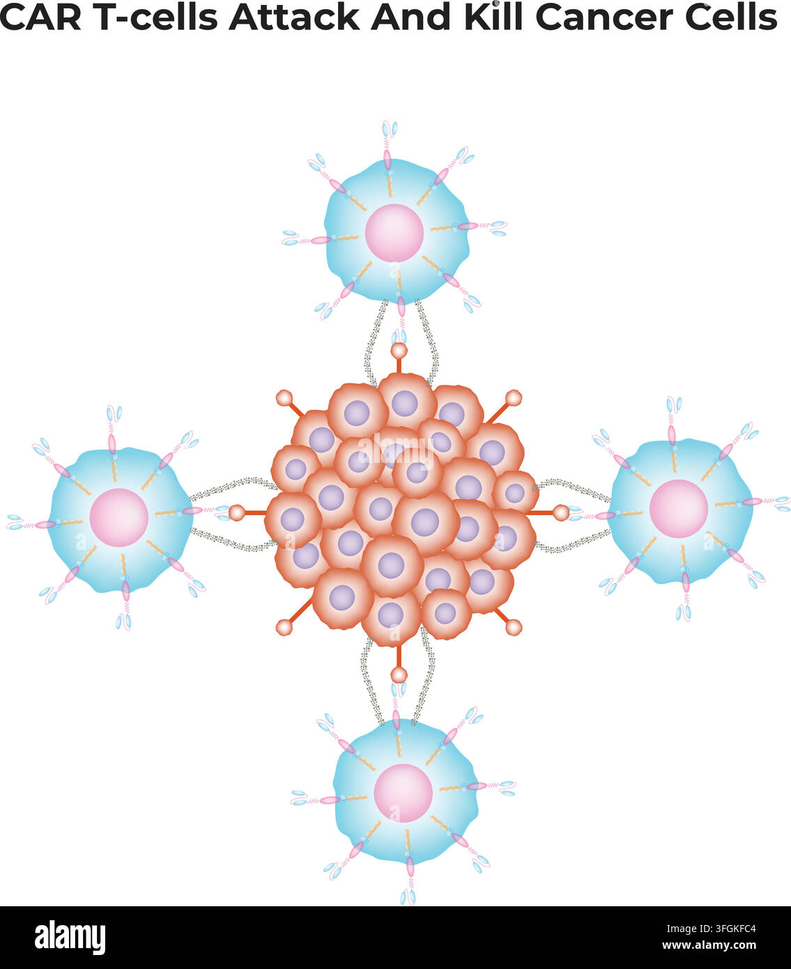 Le cellule CAR-T attaccano e uccidono le cellule tumorali attraverso l'immunoterapia mirata Illustrazione Vettoriale