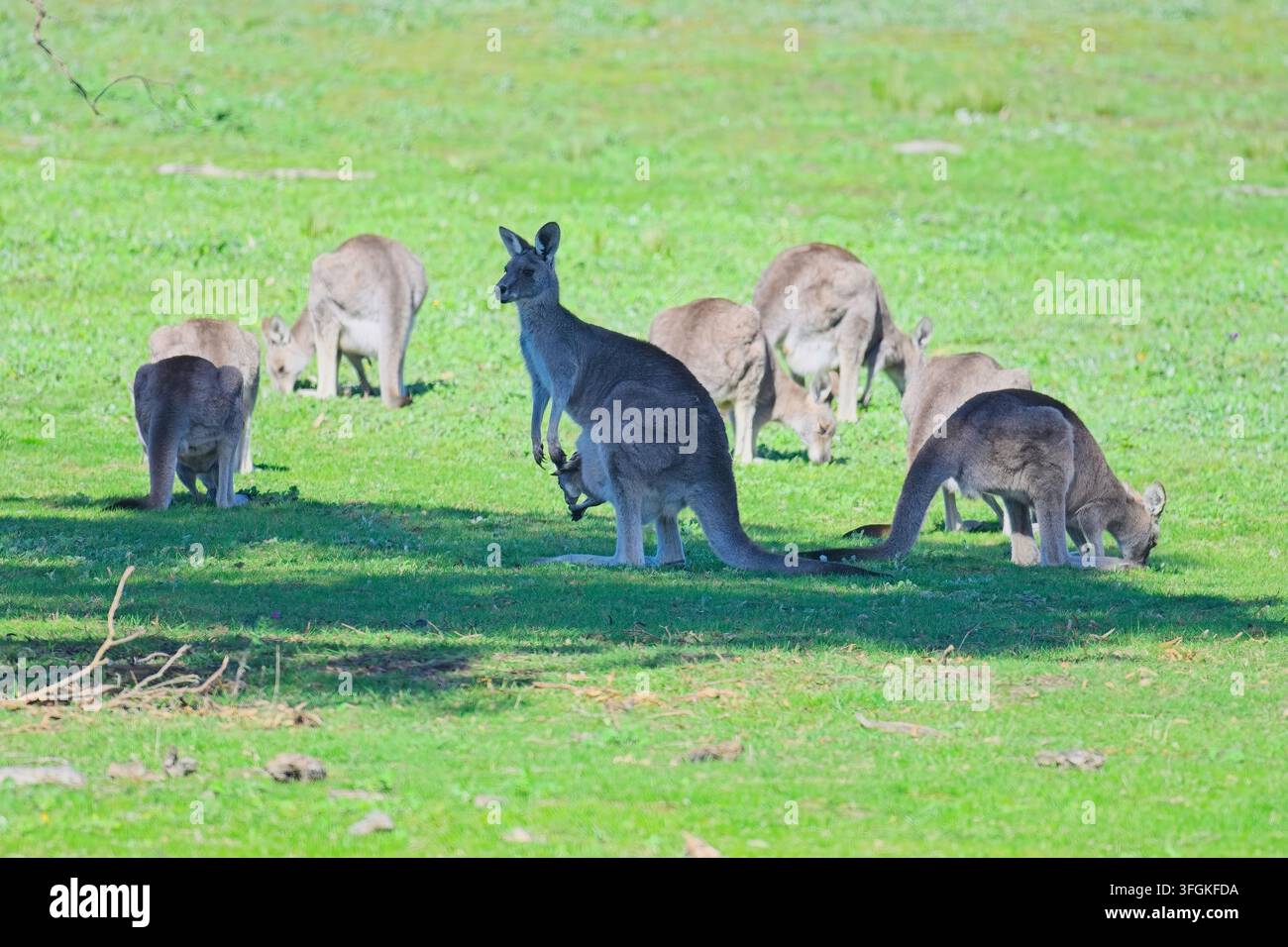 Gruppo di canguri grigi orientali, che si nutrono d'erba all'ombra di un albero, mentre le madri tengono d'occhio. Woodlands Historic Park, Victoria, Australia. Foto Stock