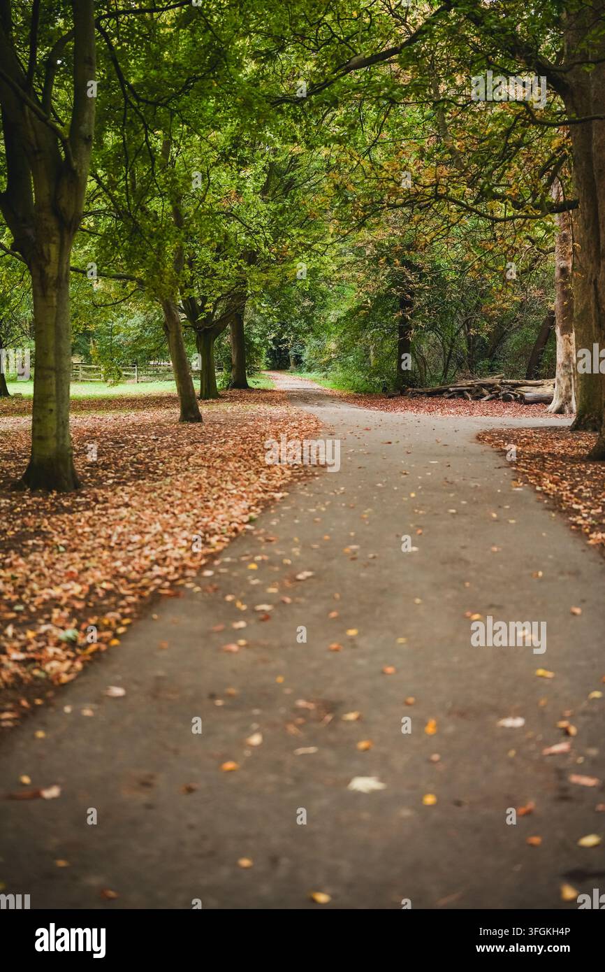 Sentiero pedonale fiancheggiato da alberi circondato da fogliame autunnale Foto Stock