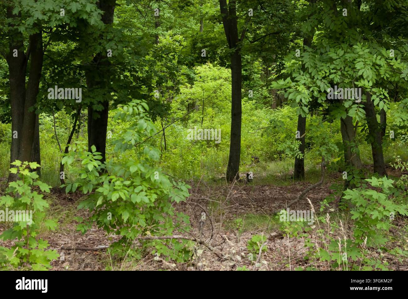 Fitta foresta estiva verde con un sottobosco denso Foto Stock