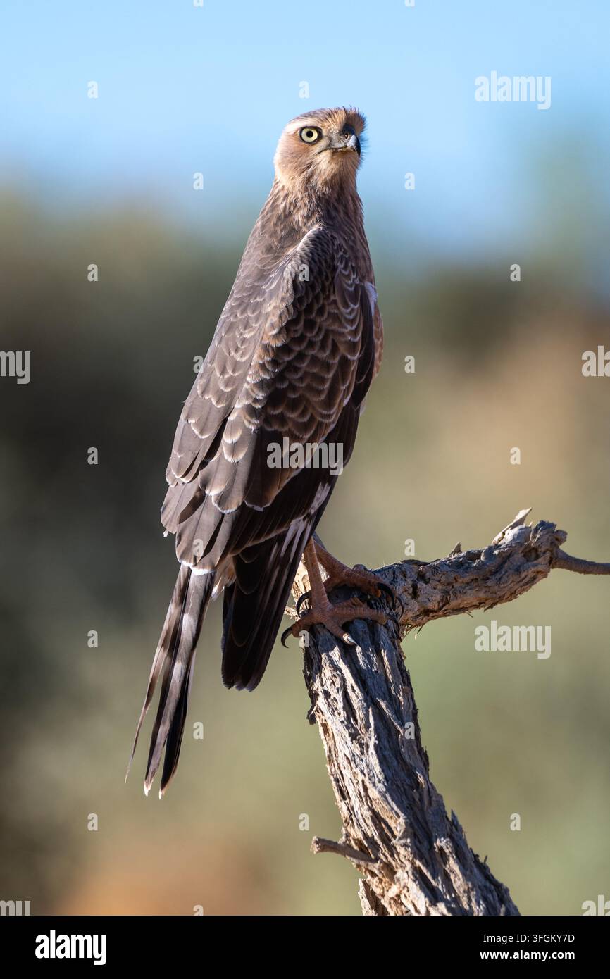 Un giovane falco Gabar (Melierax canorus) appollaiato su un ramo consumato, che osserva attentamente il paesaggio arido della Namibia alla ricerca di prede. Il piumaggio dell'uccello è Foto Stock