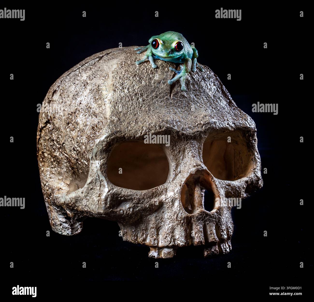 Rana arborea dagli occhi rossi in posa su un teschio di plastica che crea una scena spettrale di Halloween Foto Stock