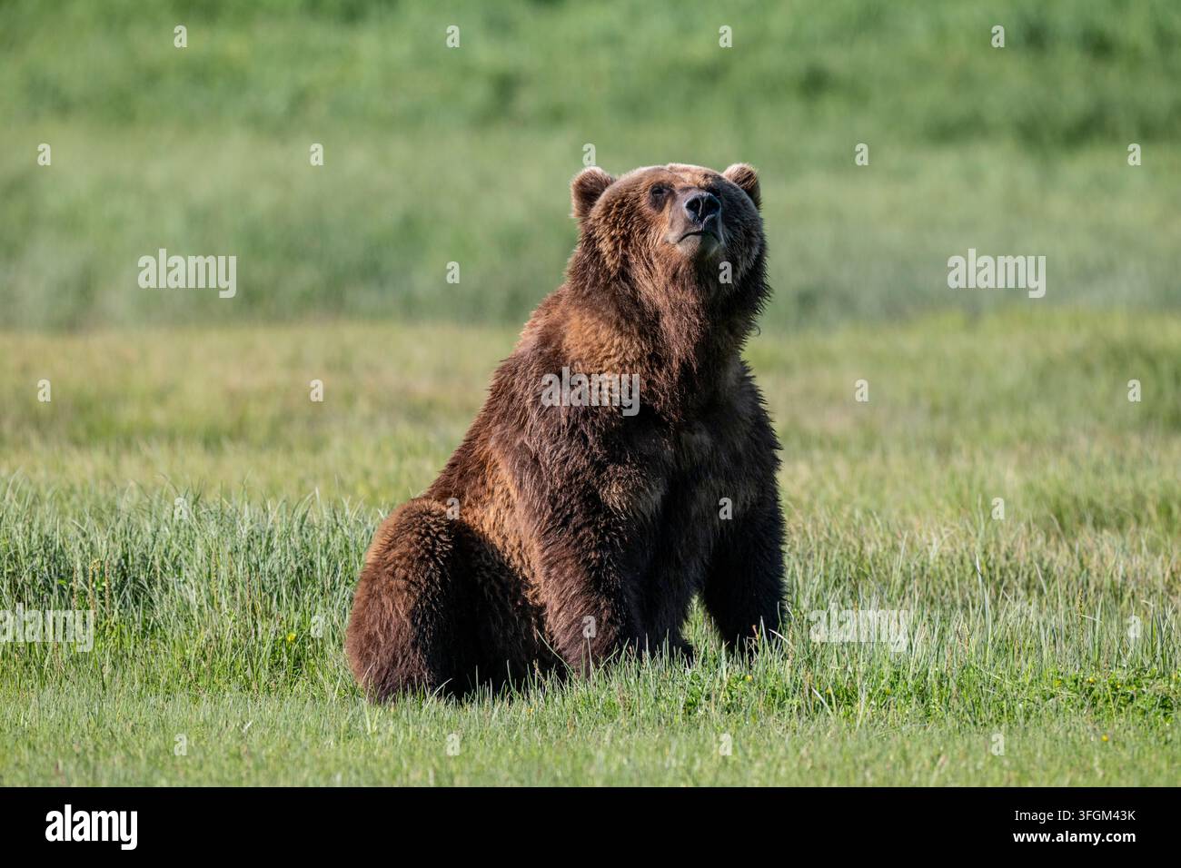 Grande orso grizzly seduto in un prato erboso in una giornata soleggiata. Vigile e annusando l'aria, Parco nazionale di Katmai, Alaska, USA Foto Stock