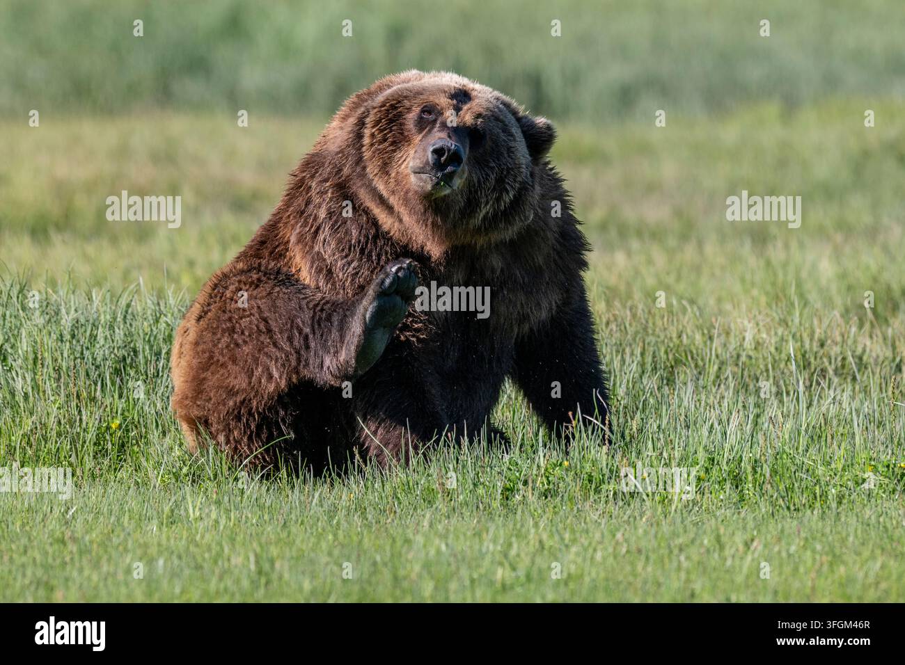 Grande orso grizzly seduto che guarda verso l'obiettivo e si gratta con la zampa posteriore. Gli artigli visibili su questa zampa, Parco nazionale di Katmai, Alaska, USA Foto Stock