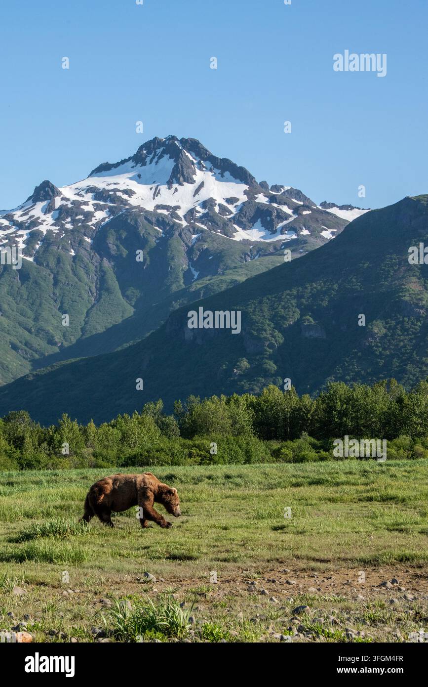 Formato verticale, paesaggio scenografico in una giornata soleggiata nel Parco Nazionale di Katmai, Alaska, USA. Orso grizzly di taglia media nell'immagine, scena della fauna selvatica Foto Stock