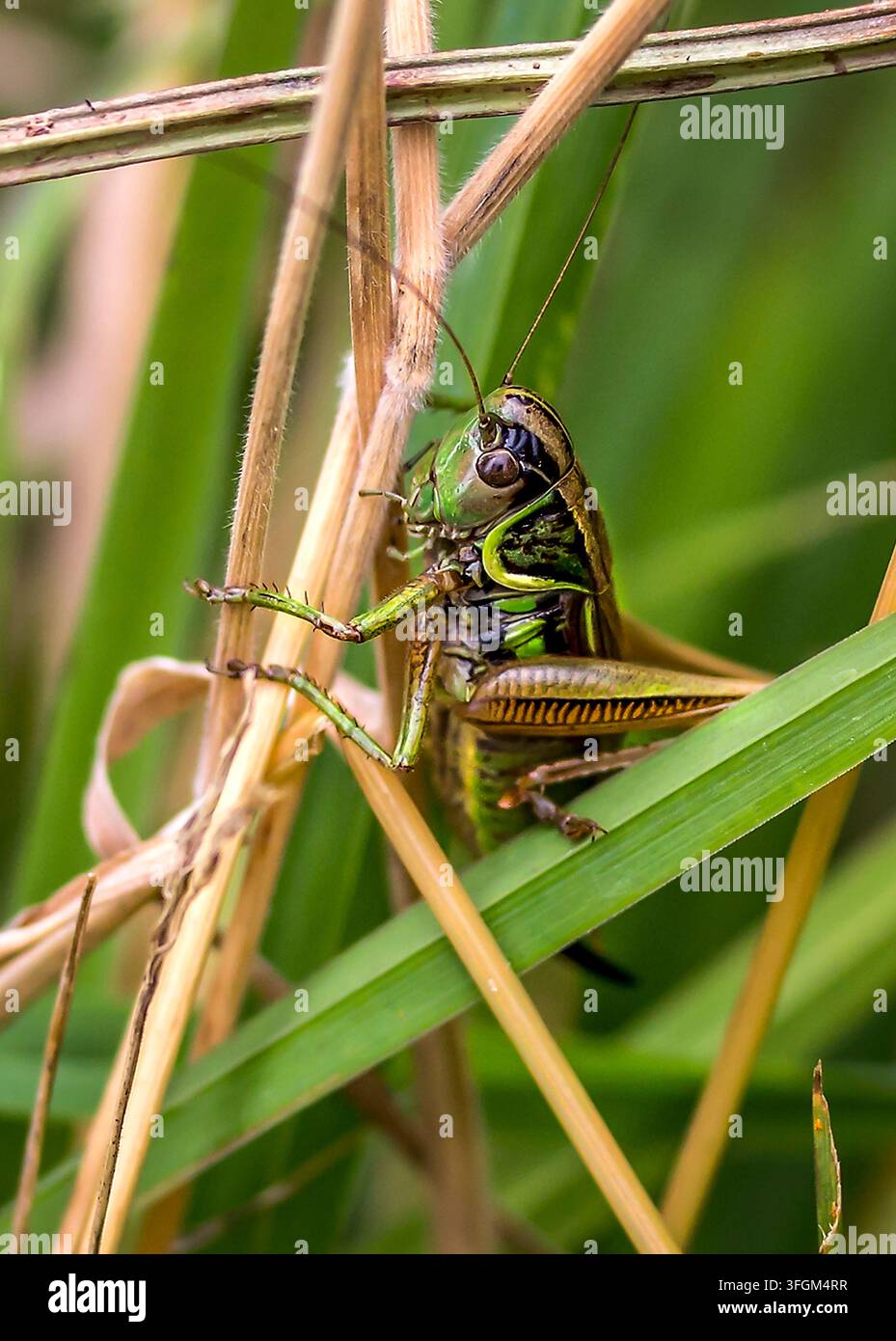 Prima vista di una cavalletta verde Tettigonia viridissima appollaiata tra l'erba e le canne Foto Stock