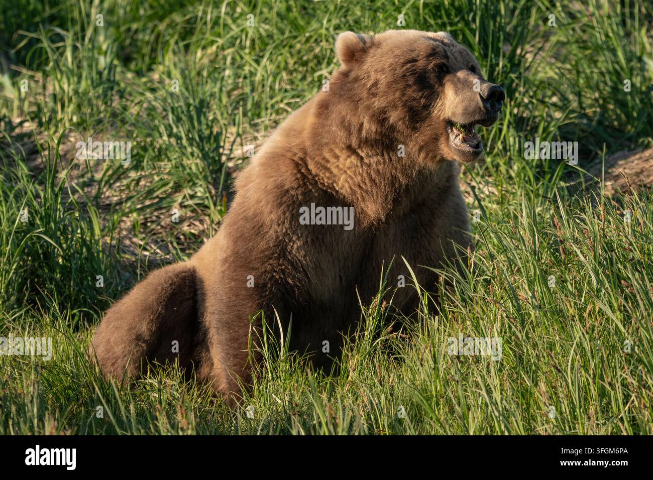 Primo piano di un grande orso grizzly a riposo con la bocca aperta e i denti visibili, circondato dall'erba, Parco nazionale di Katmai, Alaska, USA Foto Stock