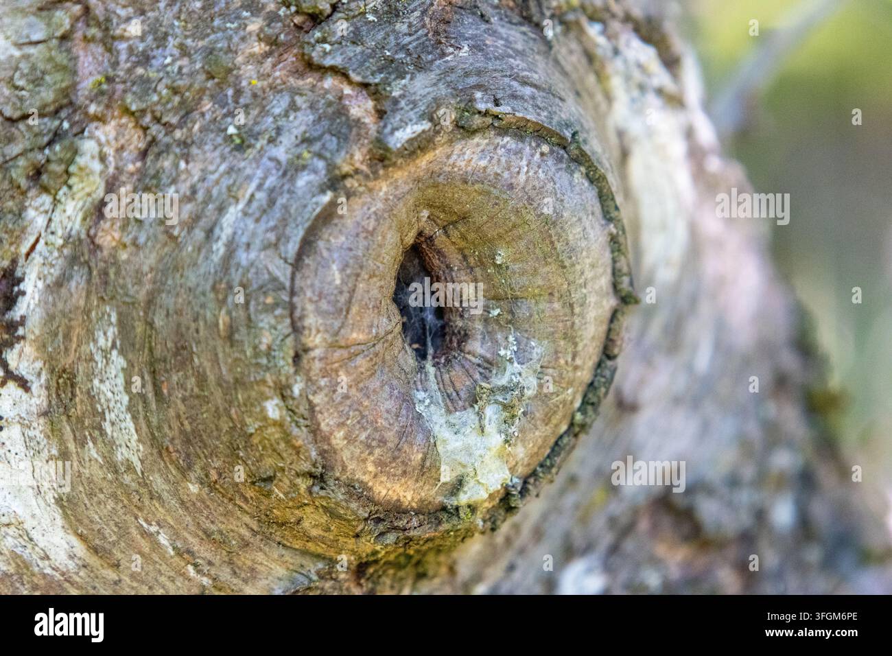 Un nodo chiuso dell'albero con resina ambrata che trasuda è visibile a Murrhardt. La linfa appiccicosa gocciola da una ferita circolare della corteccia su un tronco in Germania. Foto Stock