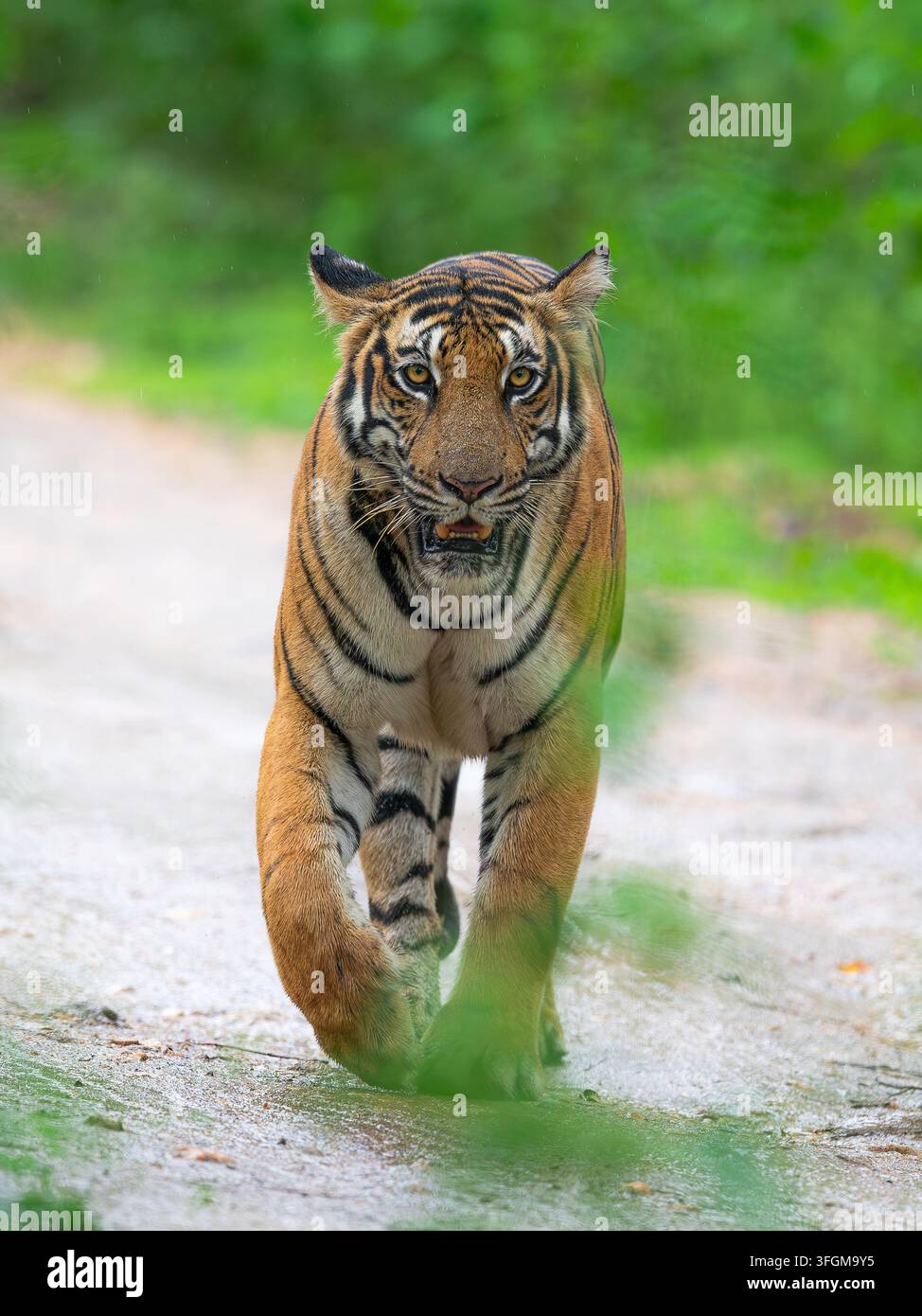 Un Tigre del Bengala (Panthera Tigris Tigris) cammina direttamente verso di noi Foto Stock